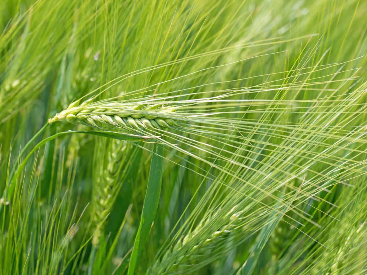 Gerstengras – Ein würdiges Superfood?