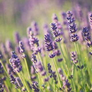 Lavendel