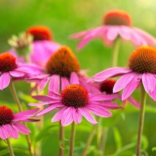 Roter-Sonnenhut_Echinacea-purpurea-scaled