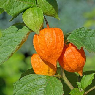 Physalis