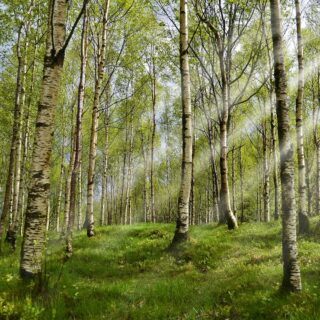 Heuschnupfen - Ursachen, Symptome und Behandlung