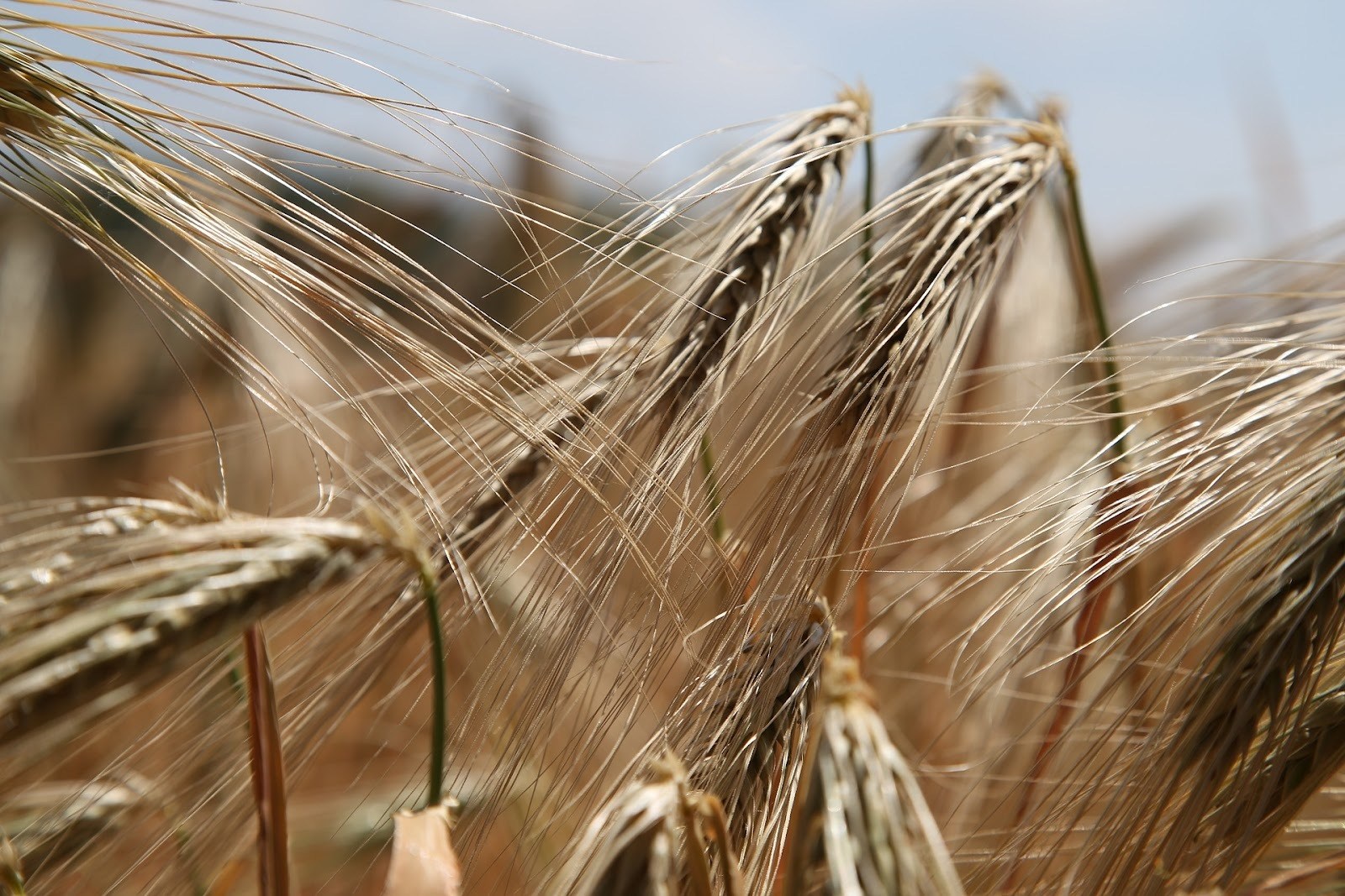 10 Gluten-Fallen in der täglichen Ernährung