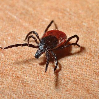Borreliose