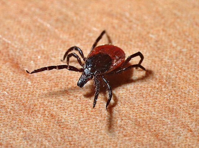 Borreliose – Ursachen, Symptome und Behandlung