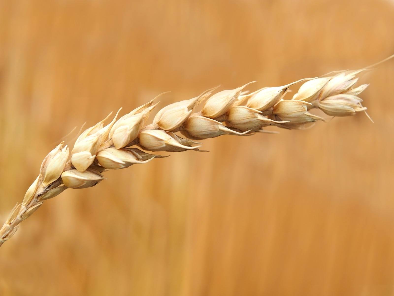 Sieben Anzeichen für eine Glutenunverträglichkeit