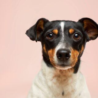 Hundeallergie