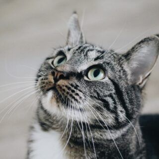 Katzenallergie