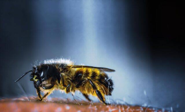 Insektengiftallergie – Ursachen, Symptome und Behandlung